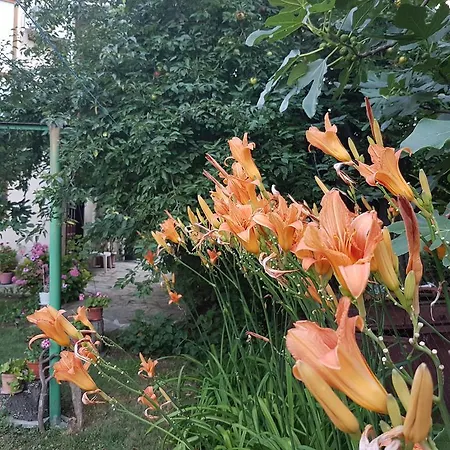 Veselina * Primorsko